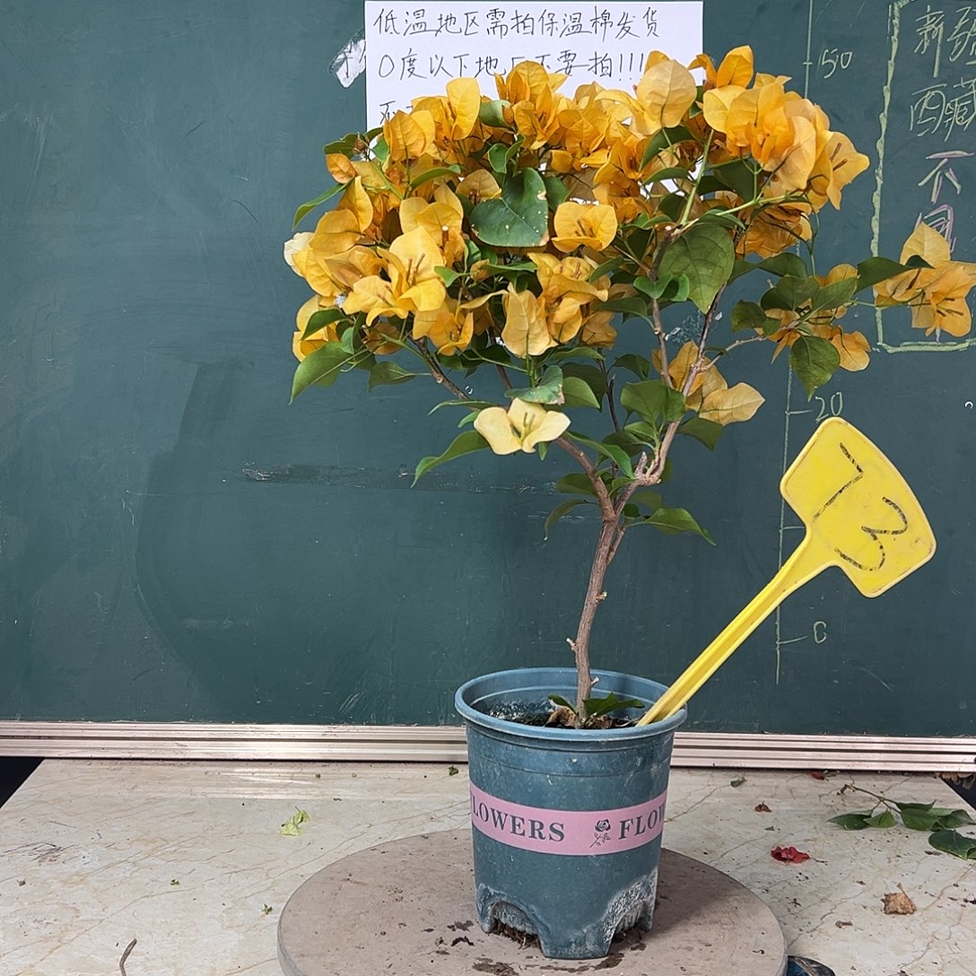 完全开放柠檬黄73