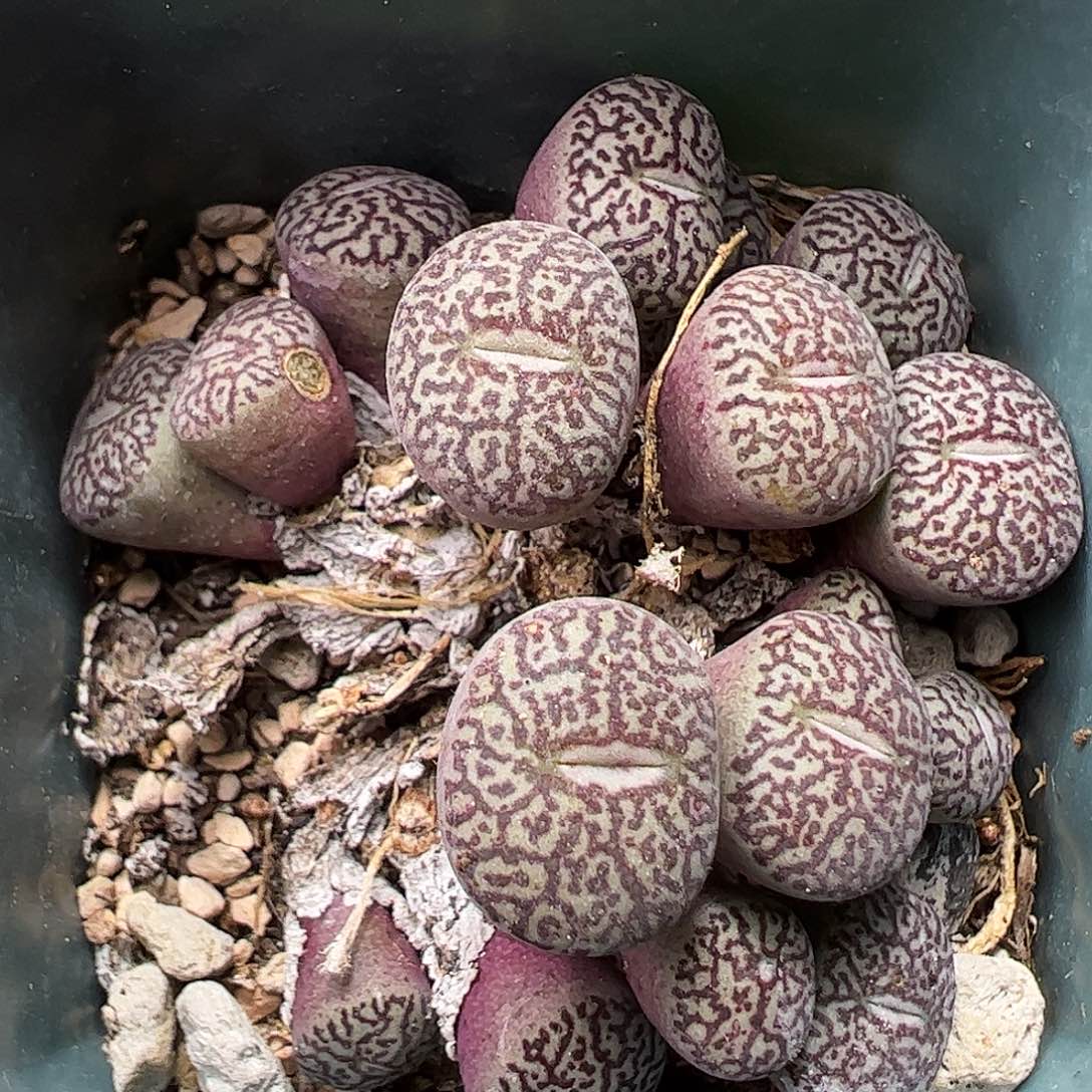 墨小锥带盆发………………………