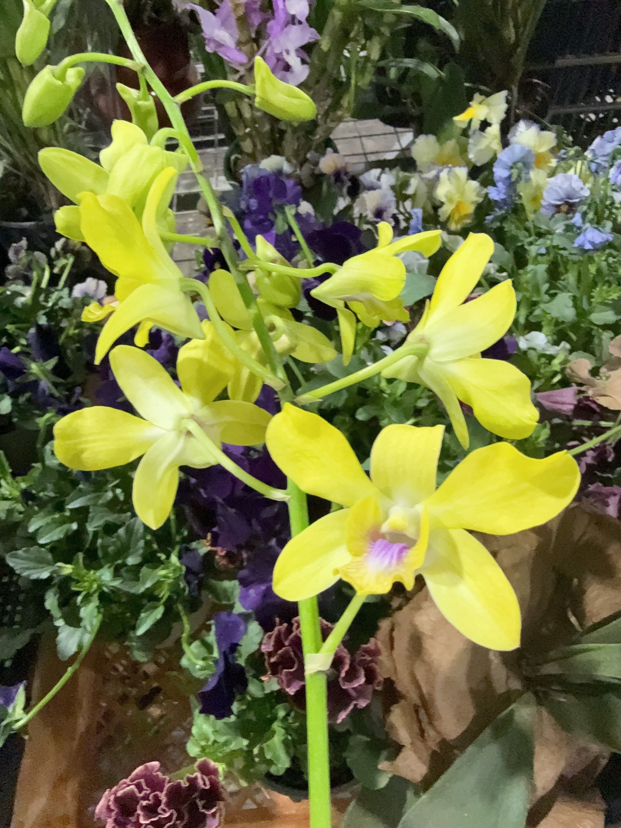 金玉【秋石斛】黄色爆花带香味好养花期长云南鲜花绿植