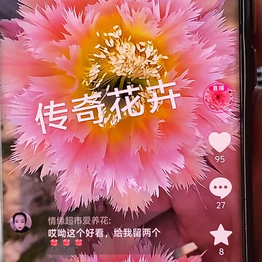 彩 风羽1号侧芽歪20包邮/4公分以上