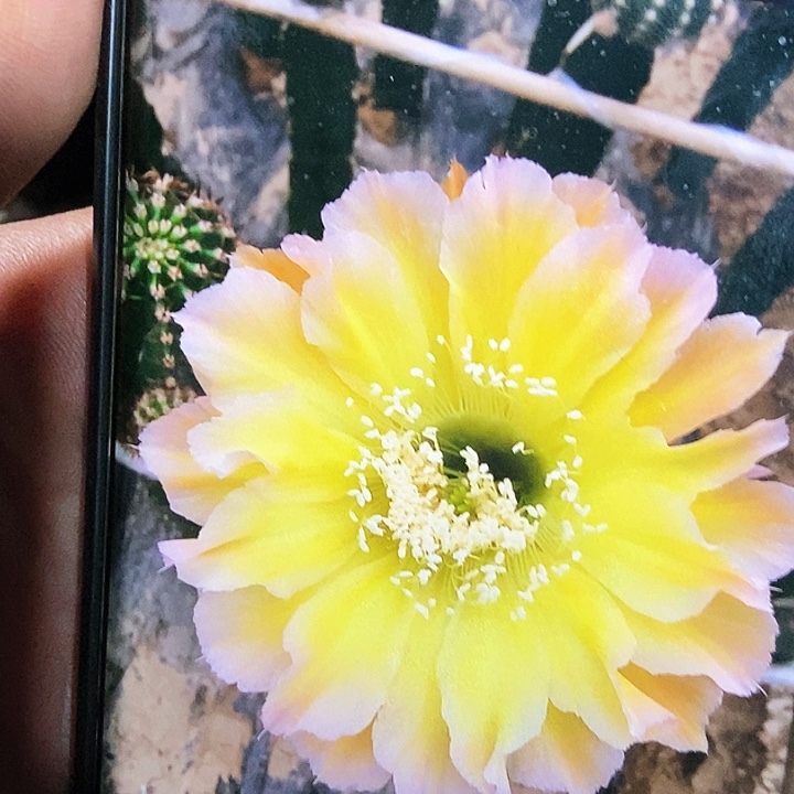 彩 歌谣/侧芽歪20包邮/