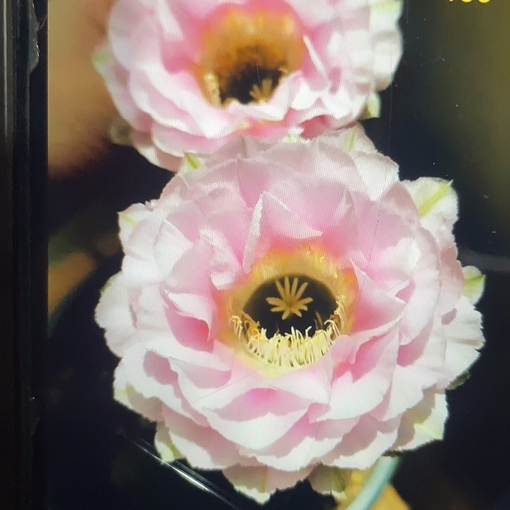 199号侧牙福利出