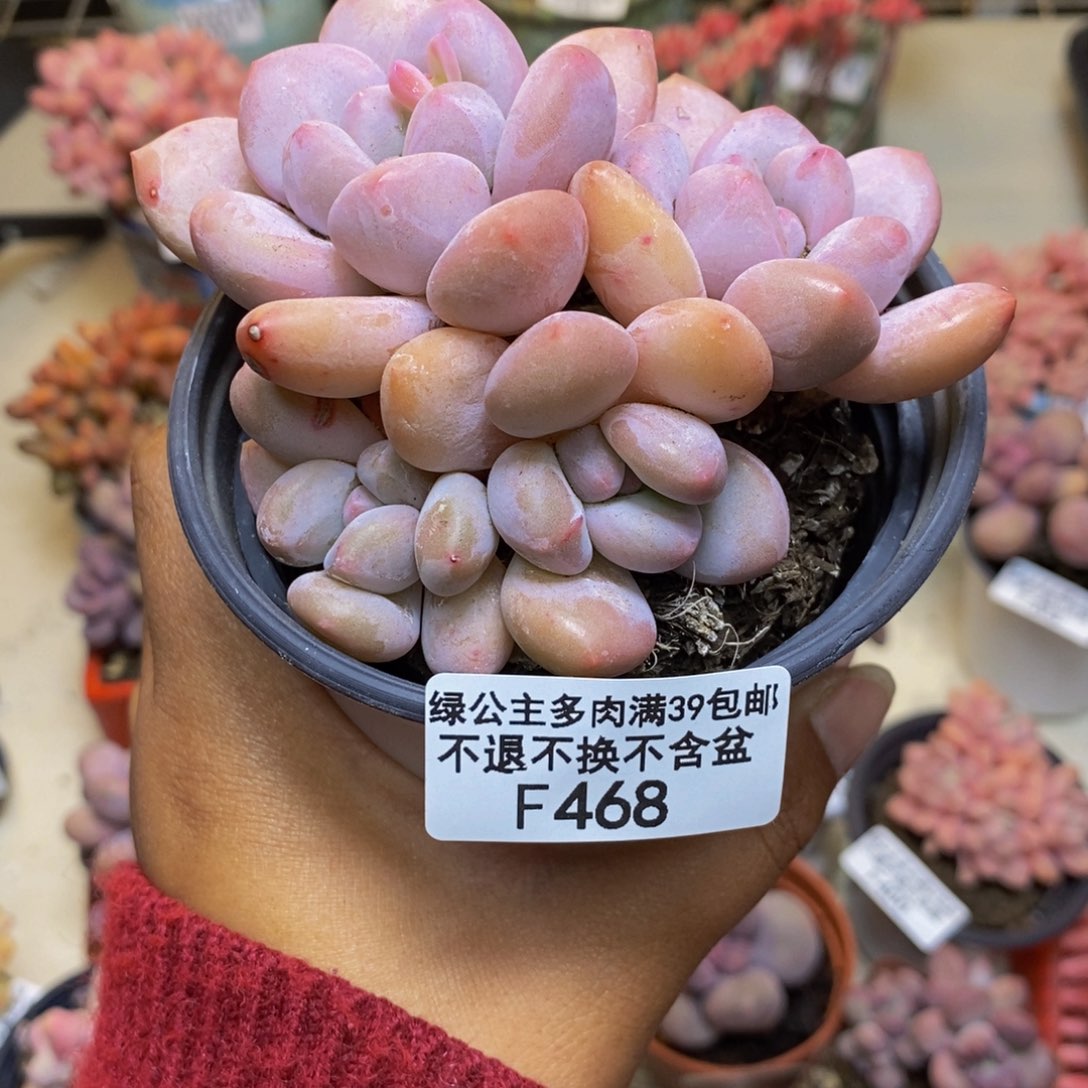 468丸叶香水多肉7c m