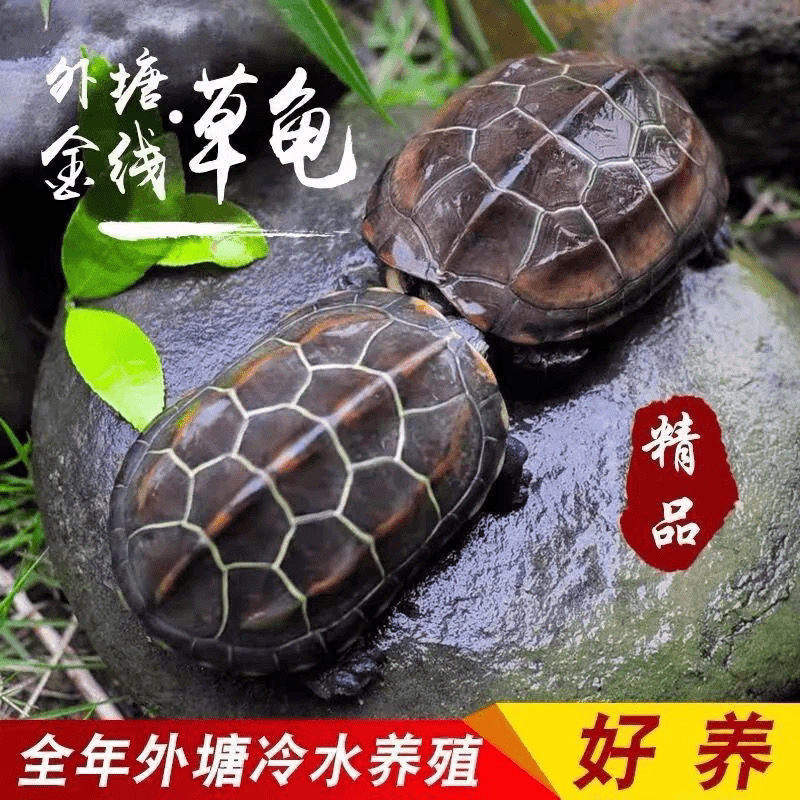 （每只3-5厘米）草龟外塘冷水中华草龟活体金线宠物龟包邮送龟粮