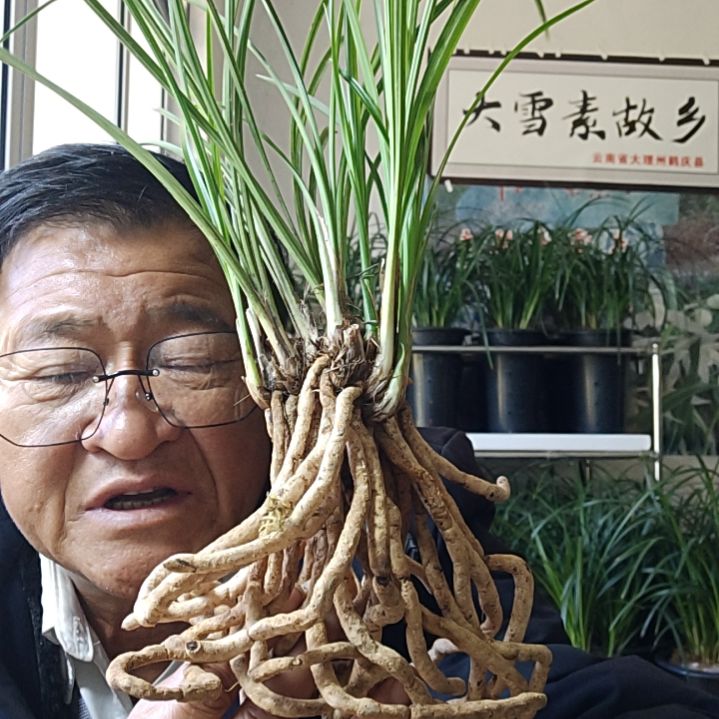 完全开放莲瓣兰的小雪素