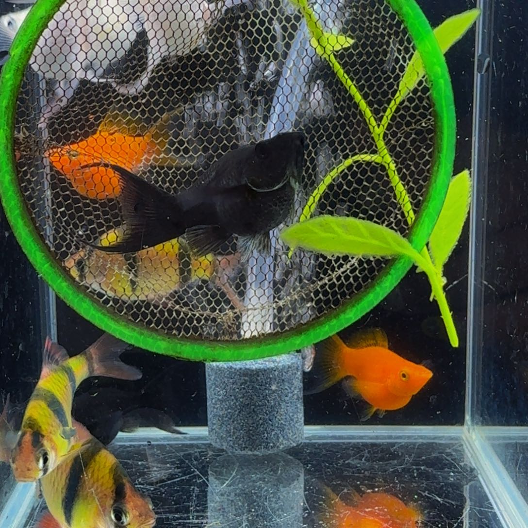 孔雀鱼黑色玛丽球2条1对