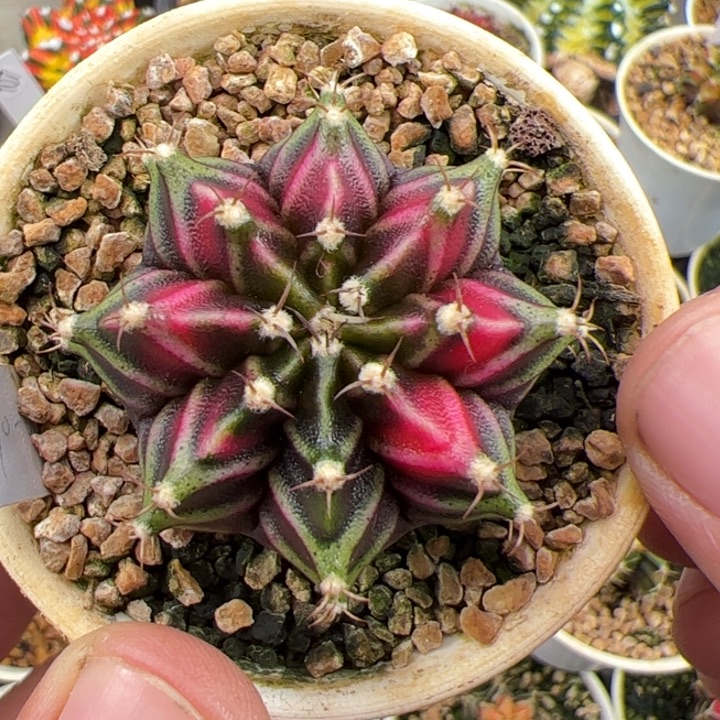 当前无花朵，栽培后可花朵