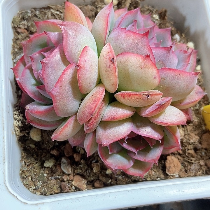 多肉植物ce y 640