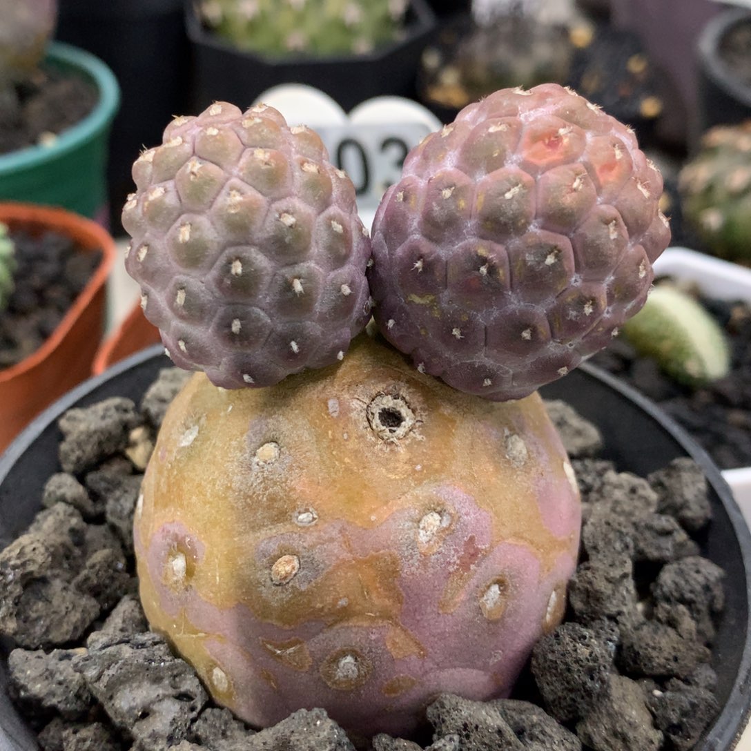 习志野仙人球仙人球