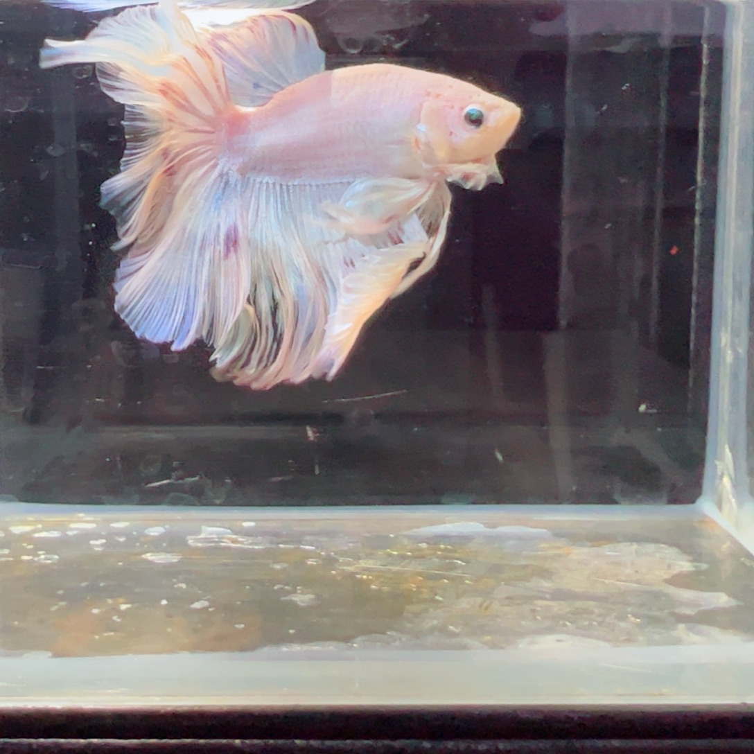 斗鱼浅色特殊尾hhhh