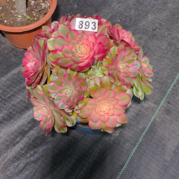 j****a893老庄多肉法师荔枝