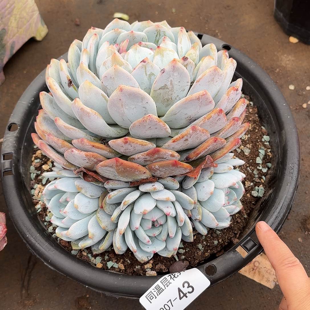 同温层多肉雪天使43