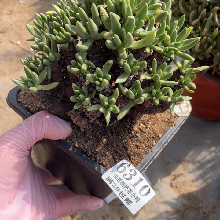 310号维思辛达多肉植物