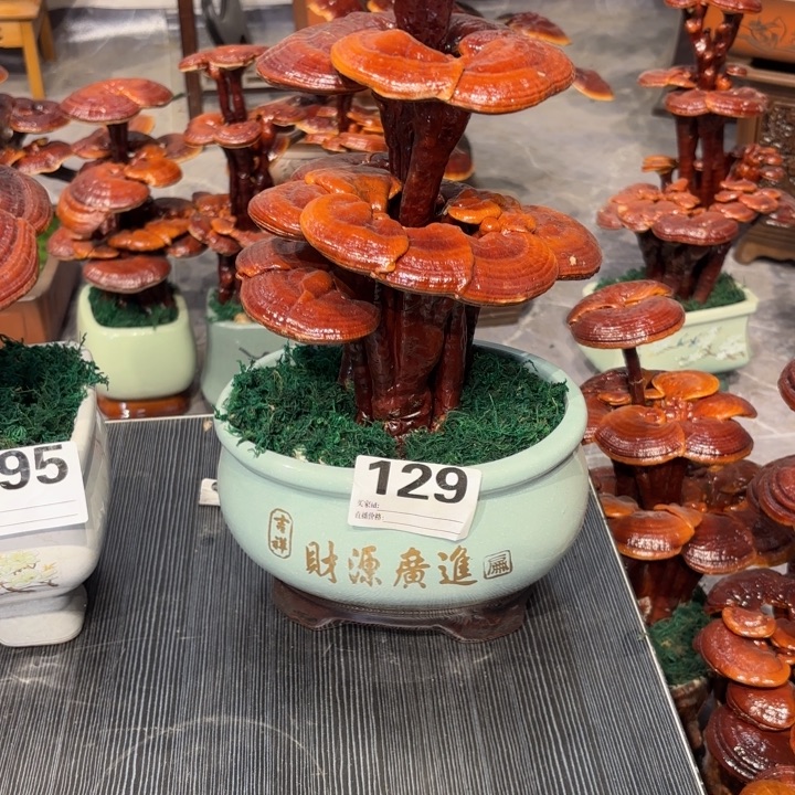 小***田灵芝5555558888888888888888