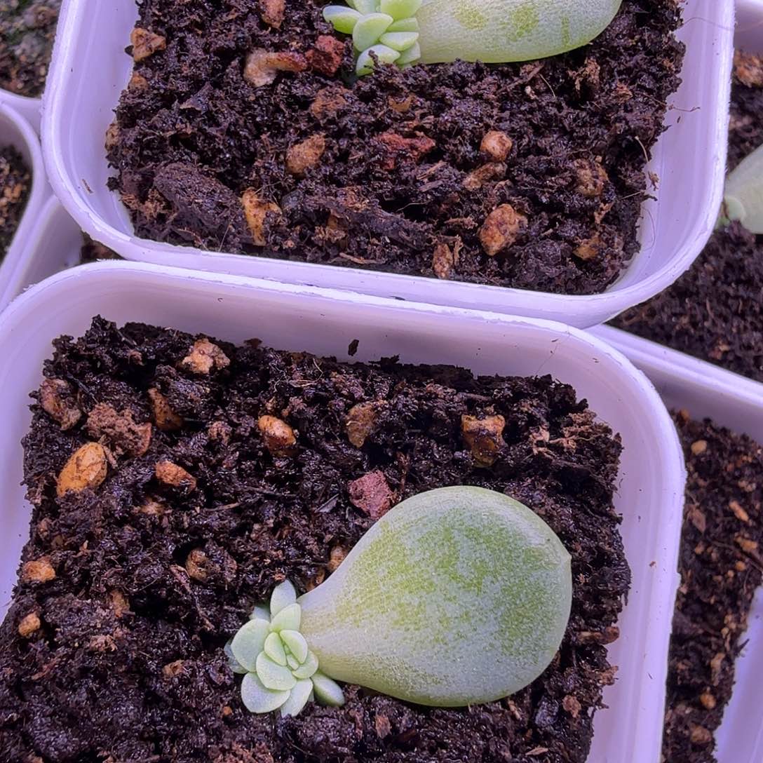 六白叶插苗一物一拍