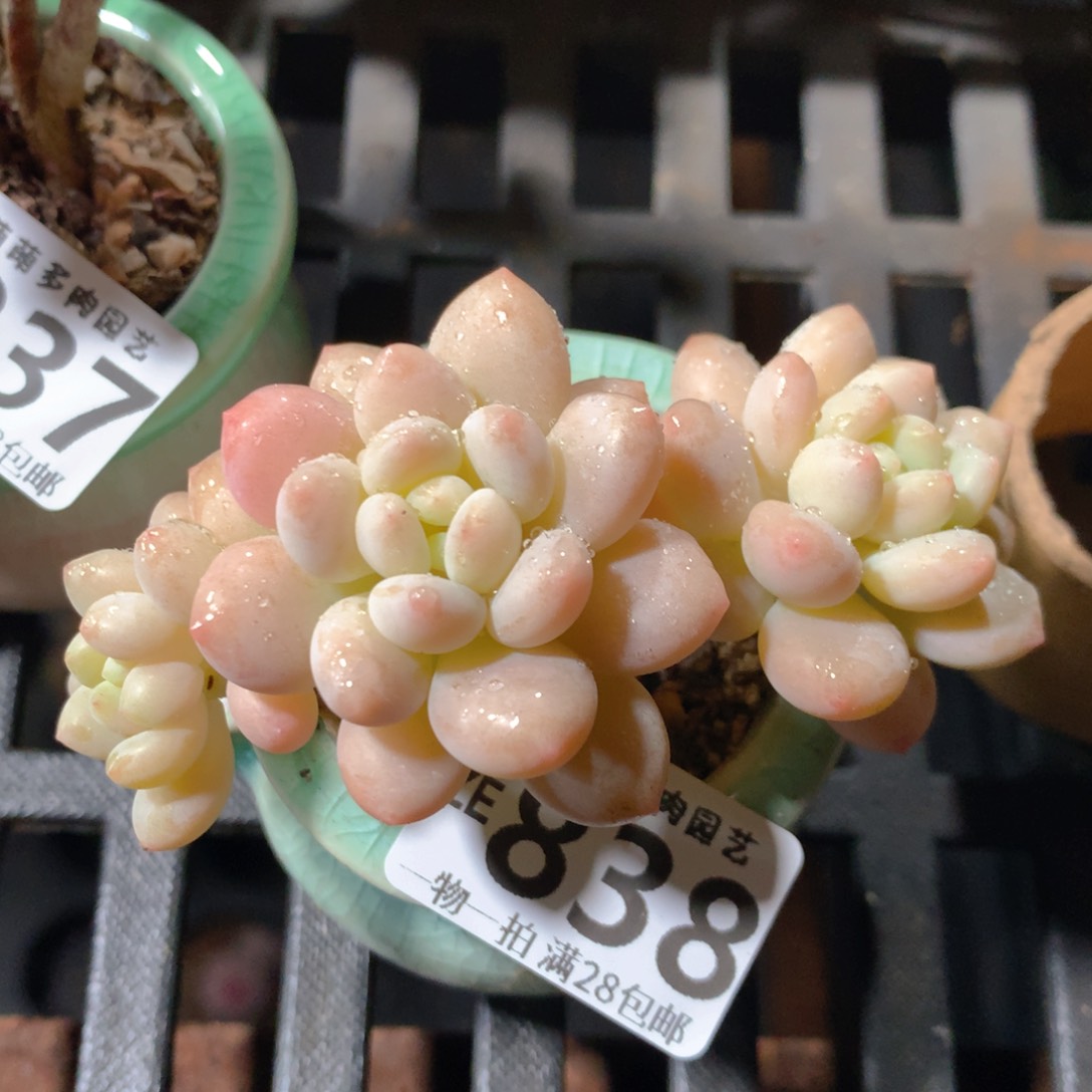 5CM拇指盆精控多肉ZE838