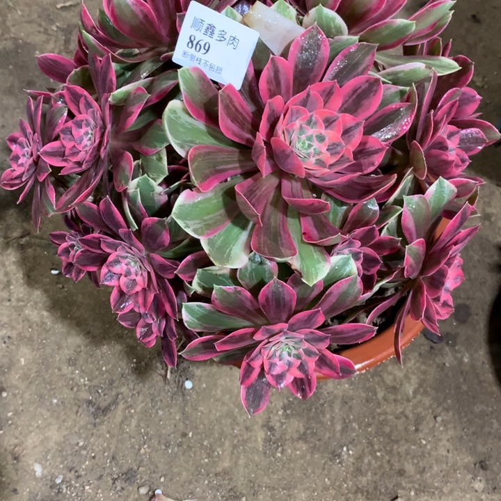 869浣纱多肉植物特价