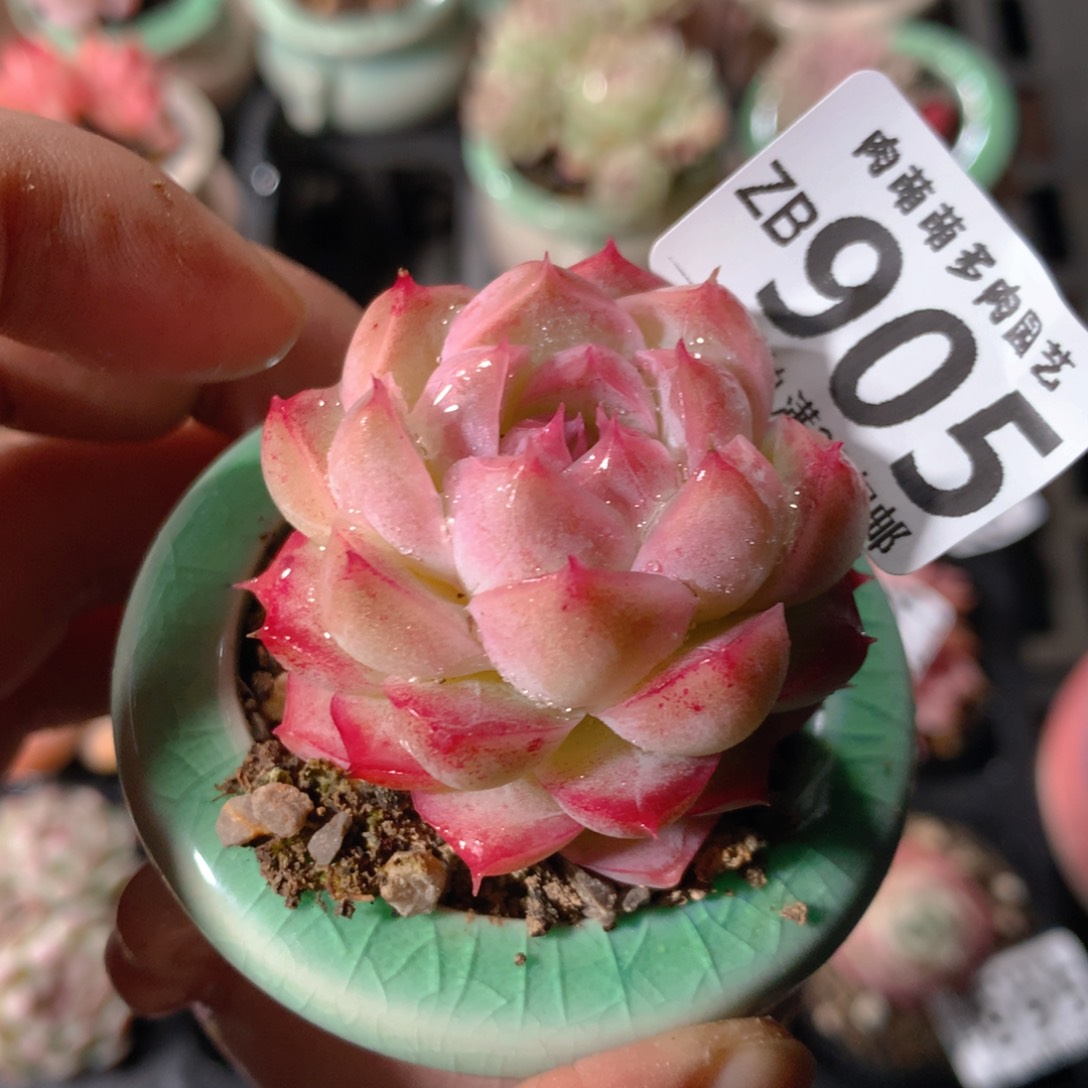 5CM拇指盆精控多肉ZB905