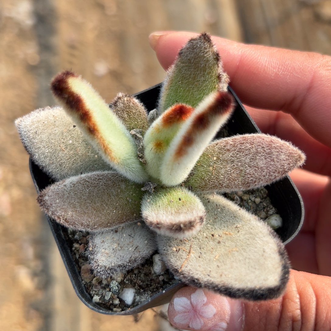 多肉植物多肉植物