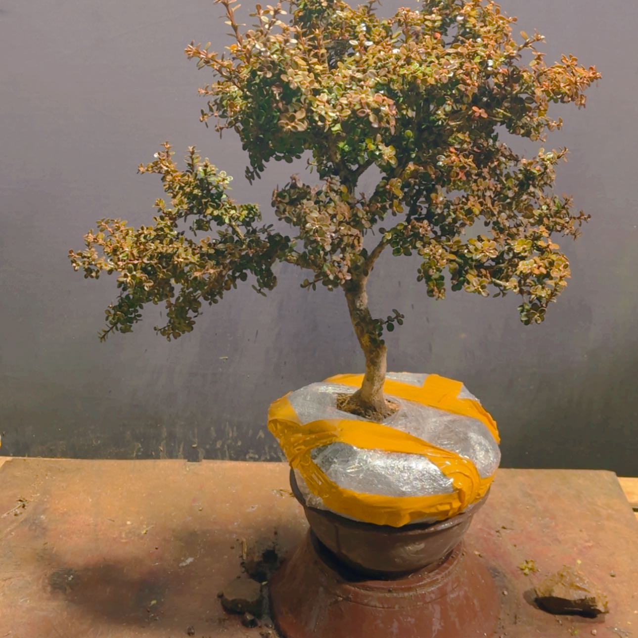 【闪购商品】完全开放