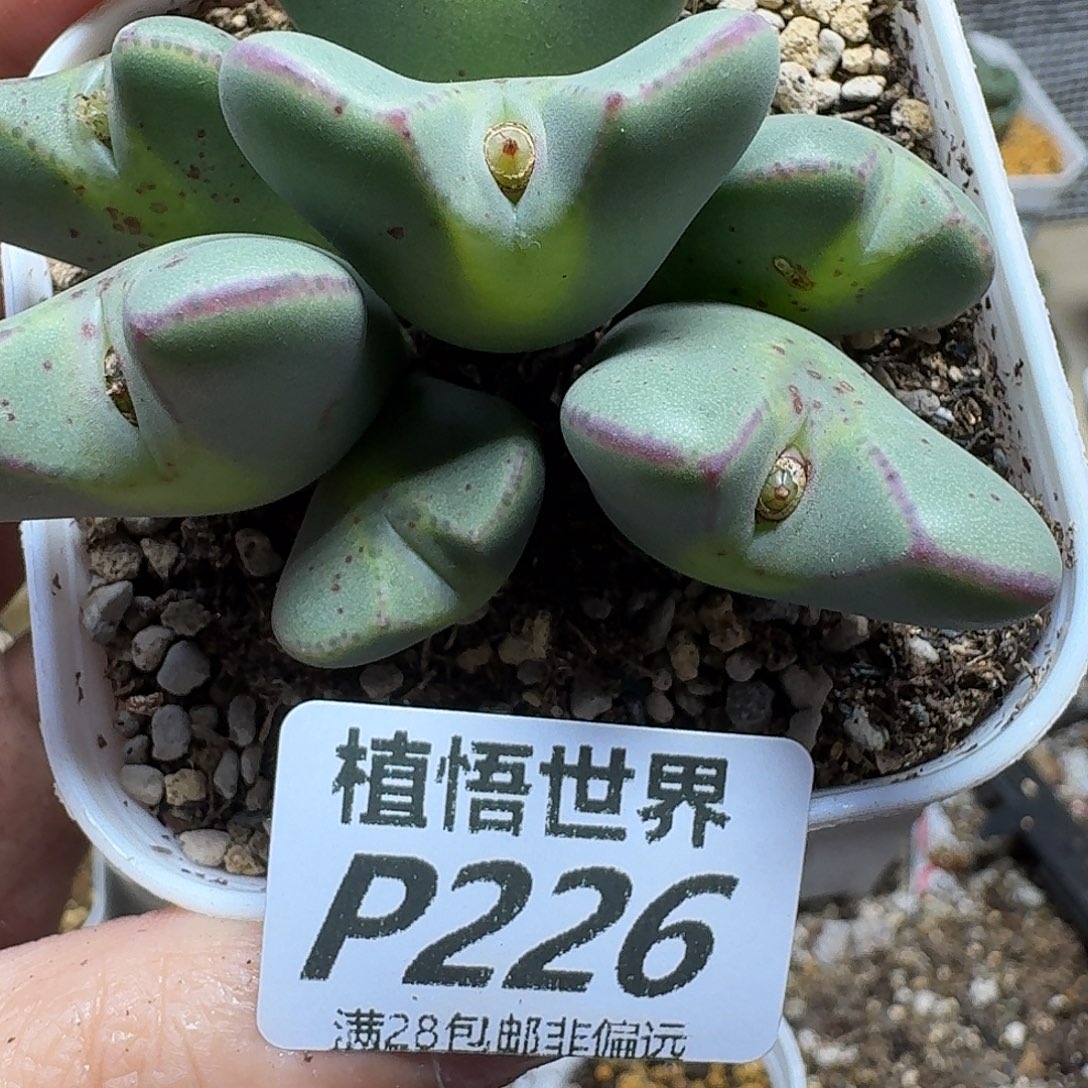 多肉植物的润泽fhjk