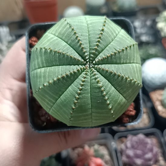 花花世界迷人眼球球好养