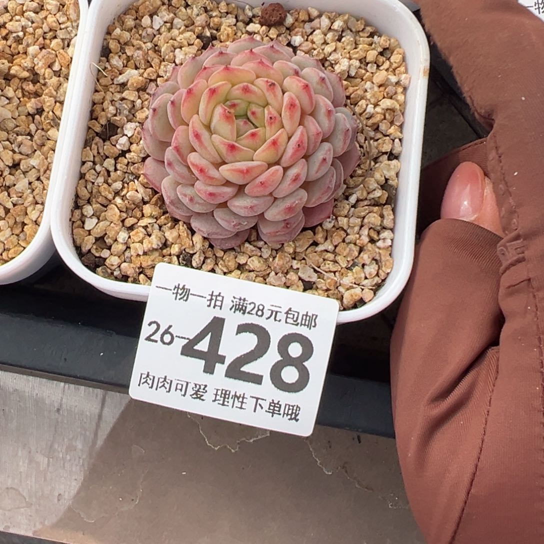 白胖子多多肉多肉