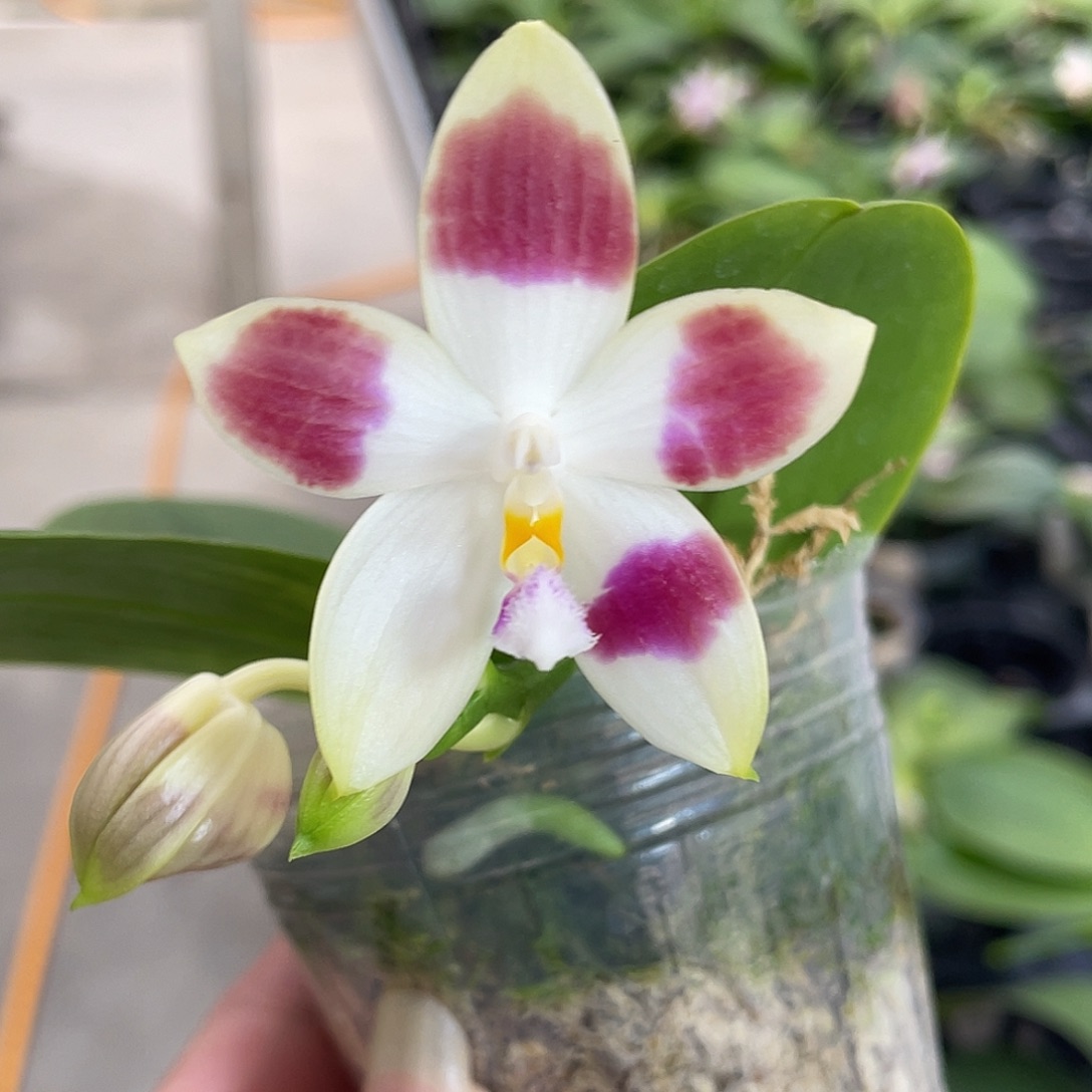 完全开放锦鲤 开花株 92号