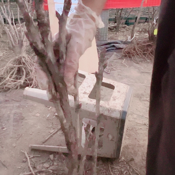 当前无花栽培后可以开花花王