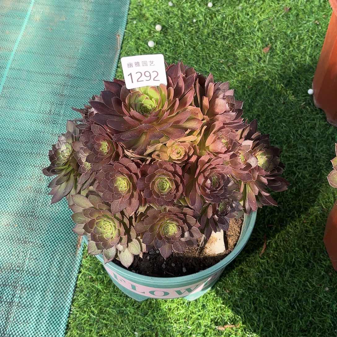 多肉法师桃花石1292