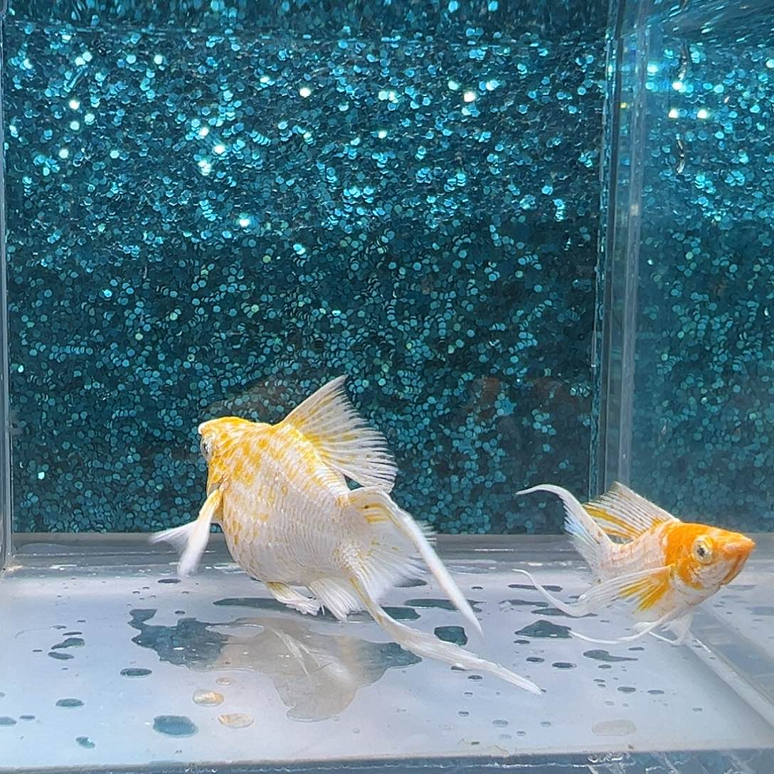 孔雀鱼樱花玛丽一对0013