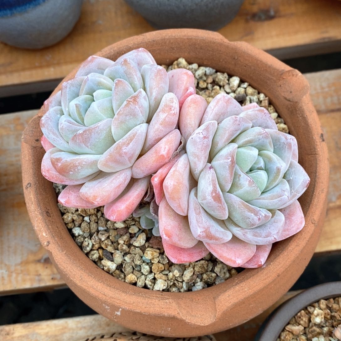 精品多肉一物一拍不包整577