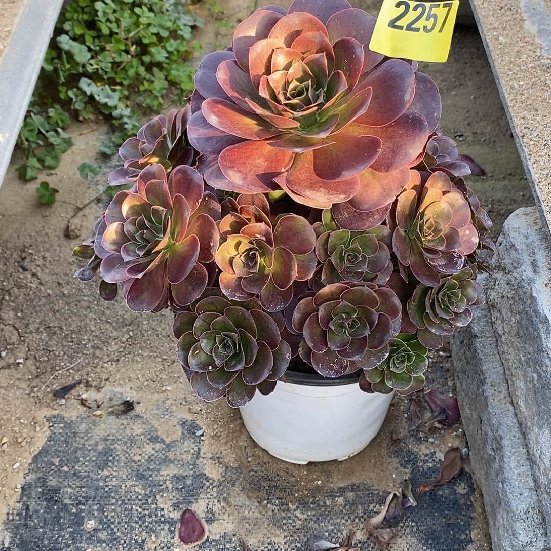 媚金玫瑰多肉法师2257多肉