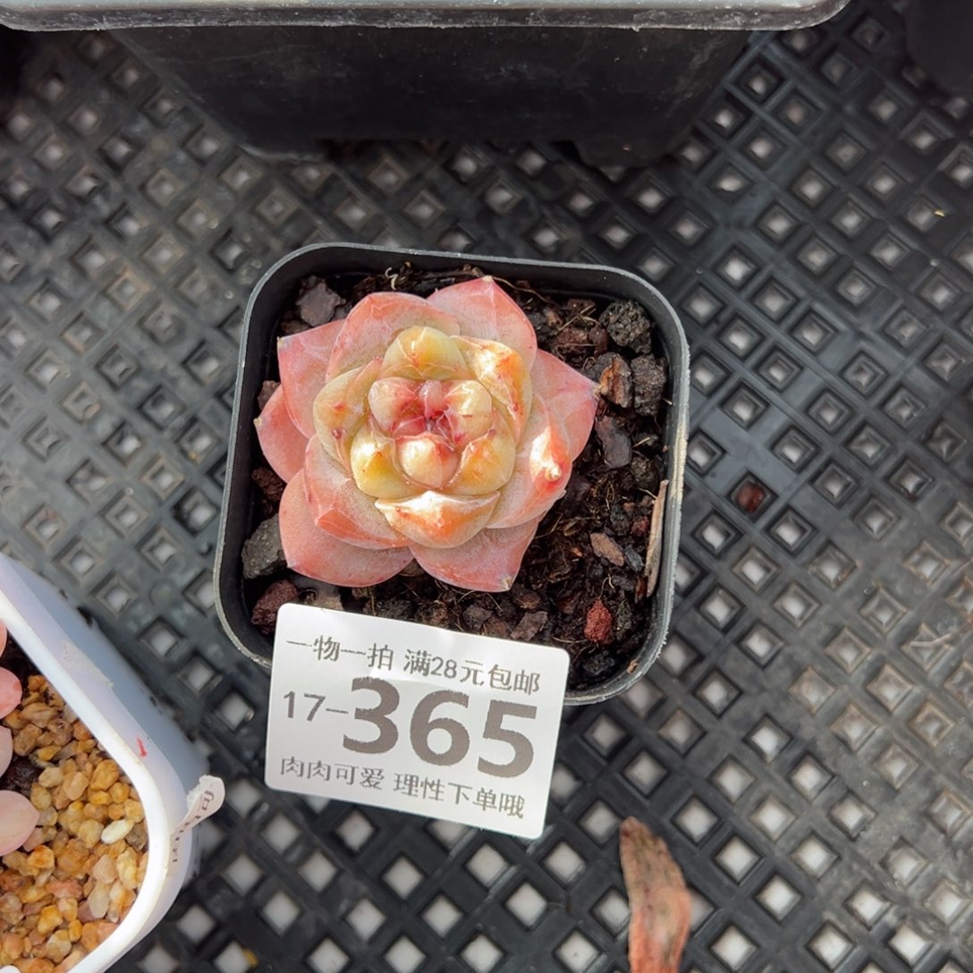 红心粉钻多肉多肉多肉