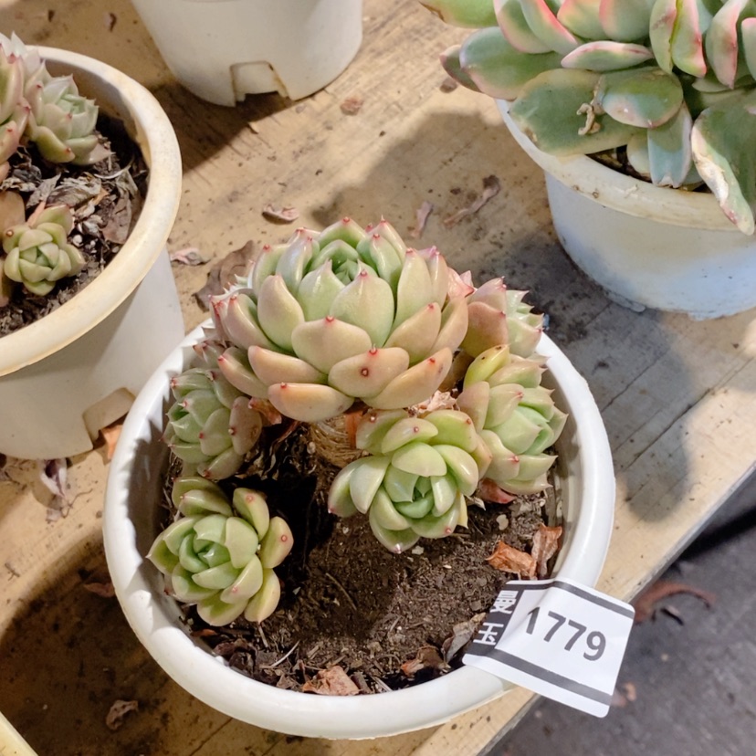 【闪购商品】白玫瑰1779