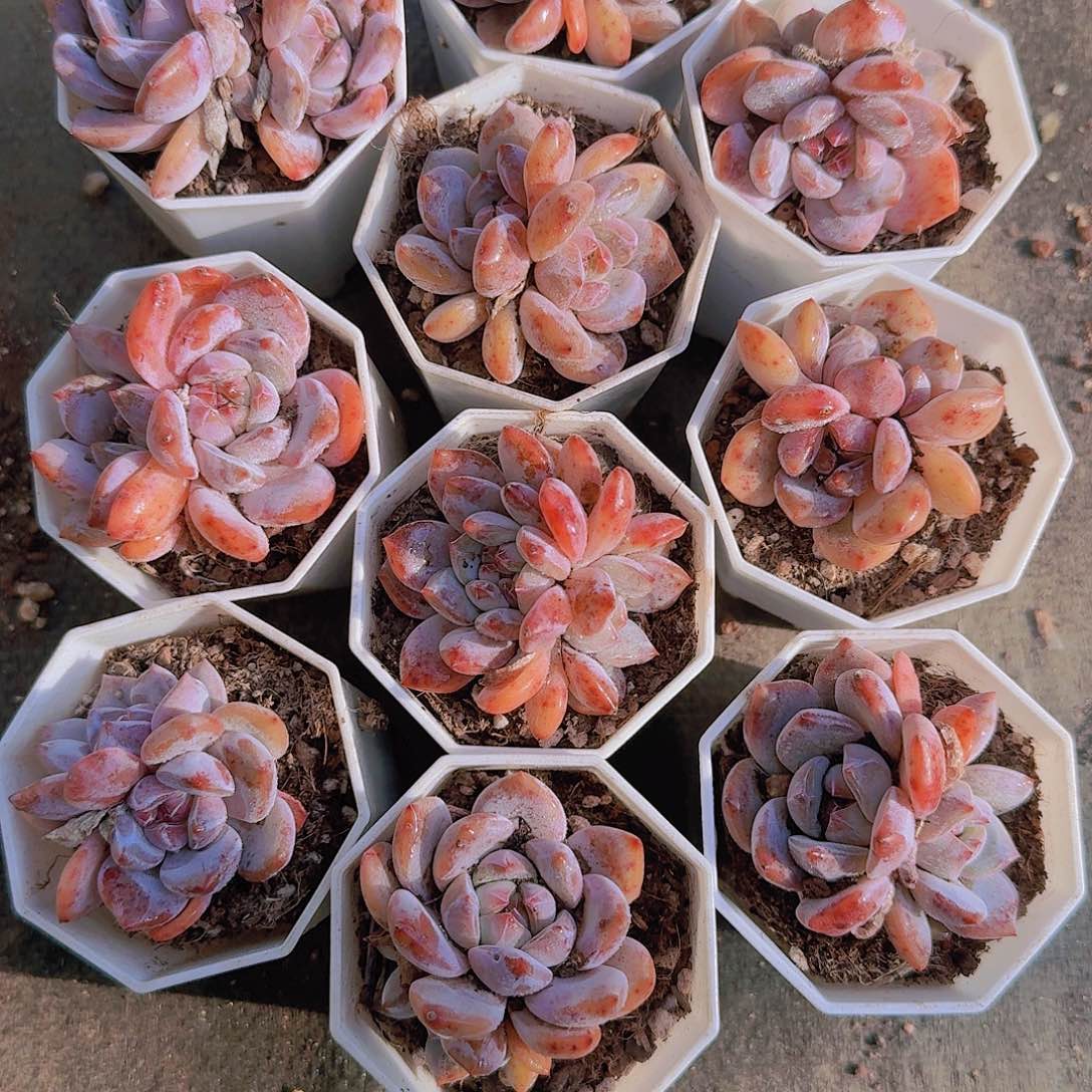 八角盆红钻星影双头