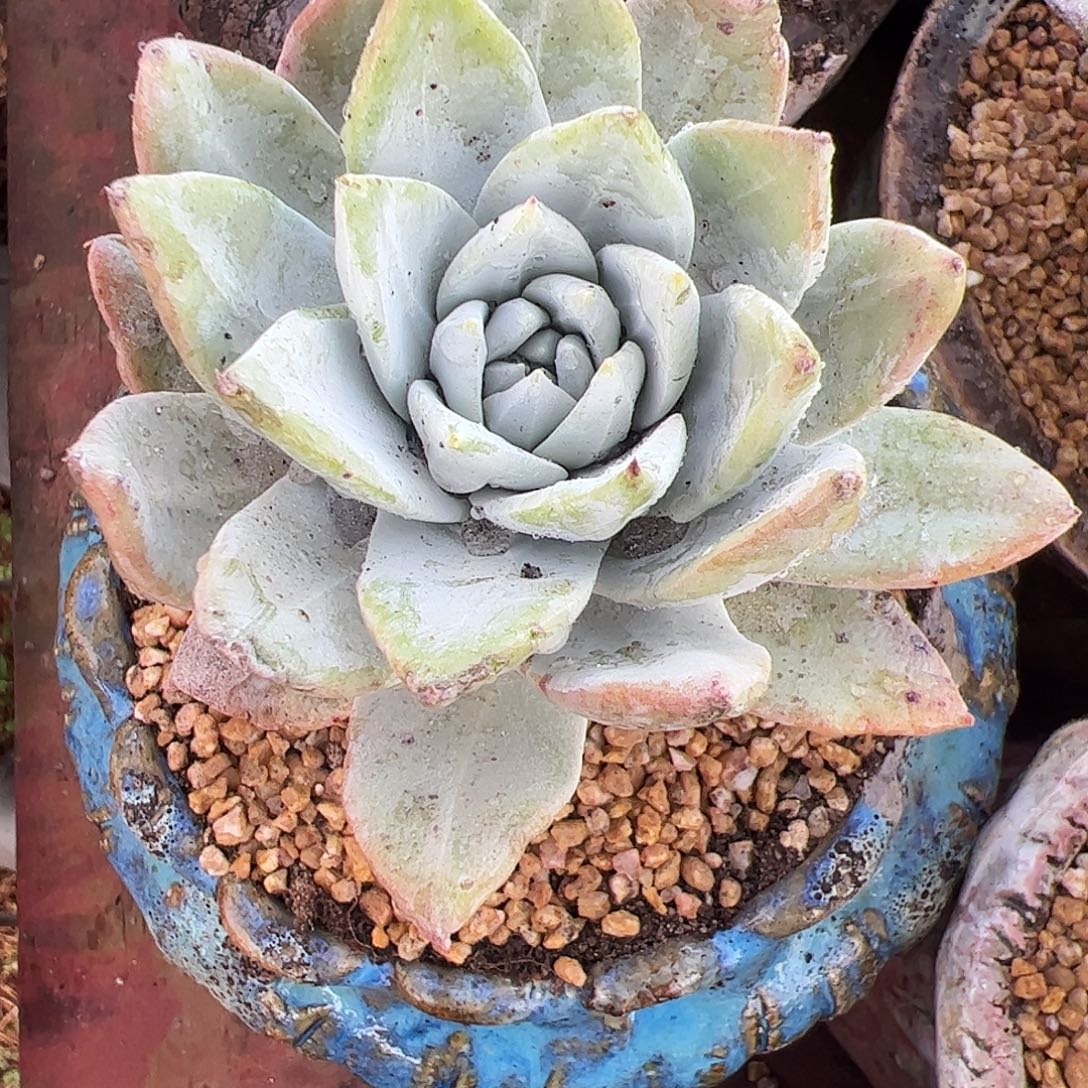 5174苹果叶杂交仙女杯