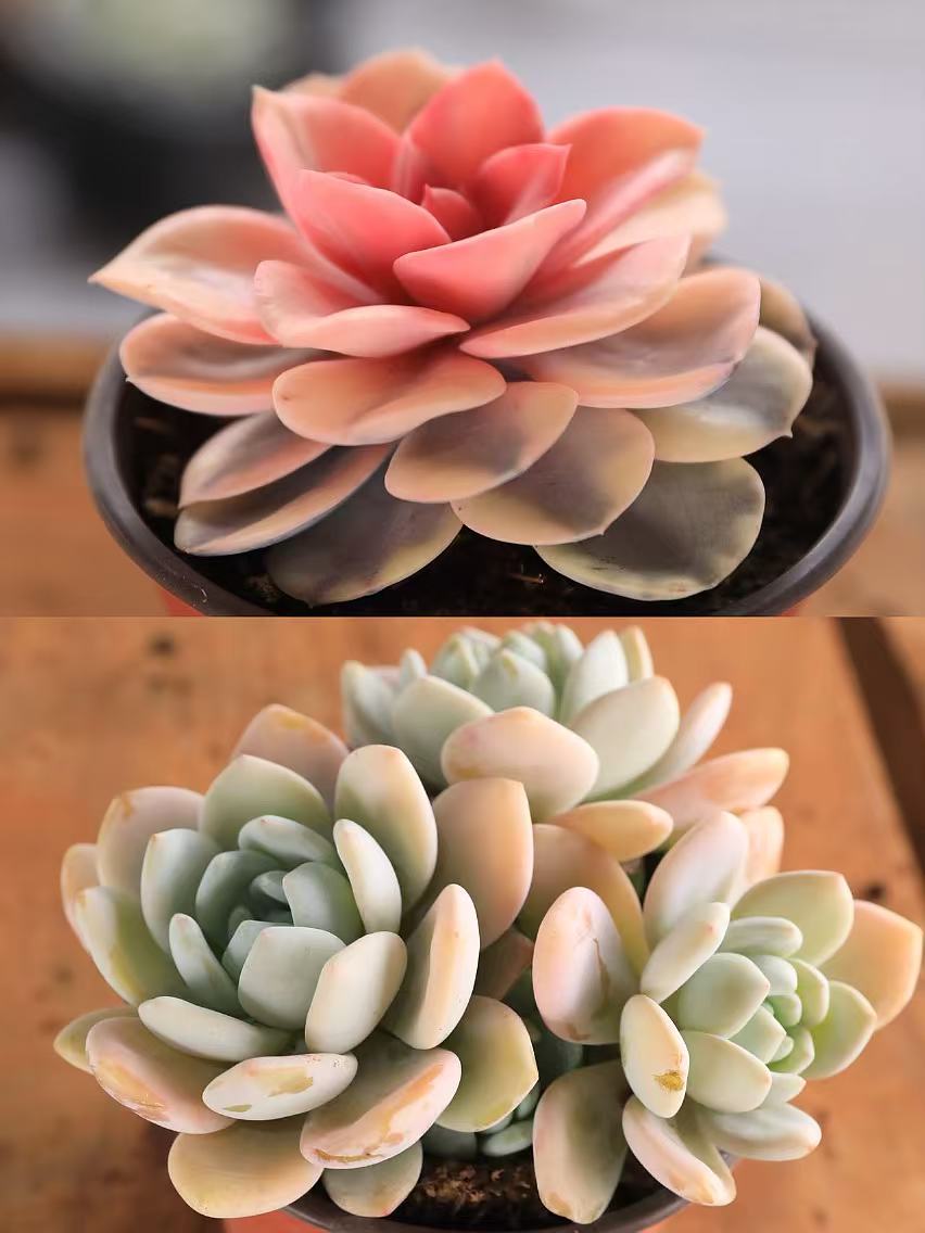 【彩虹】 阳台庭院办公室栽种 好养护