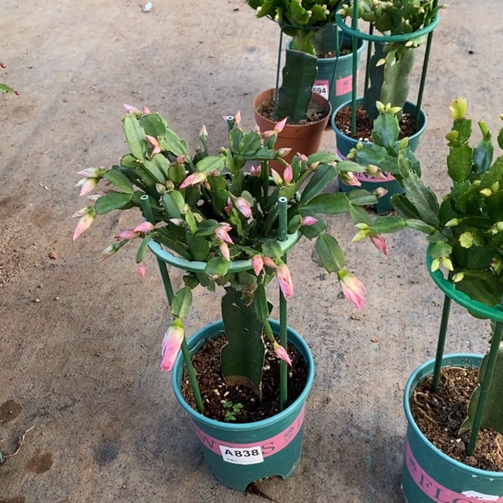 当前无花栽培后可以开花开*838嫁接054