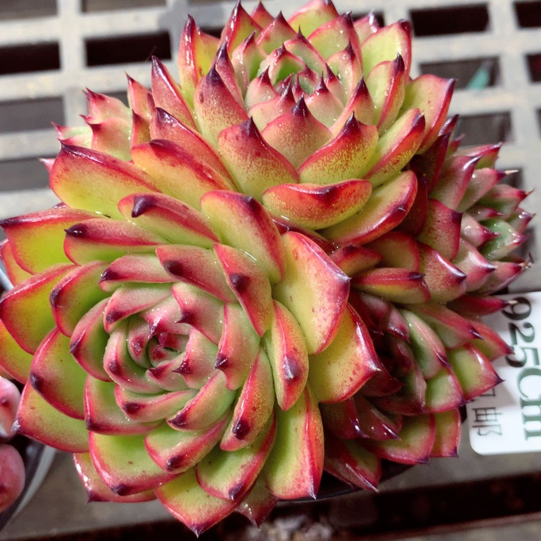 5厘米盆精控多肉925