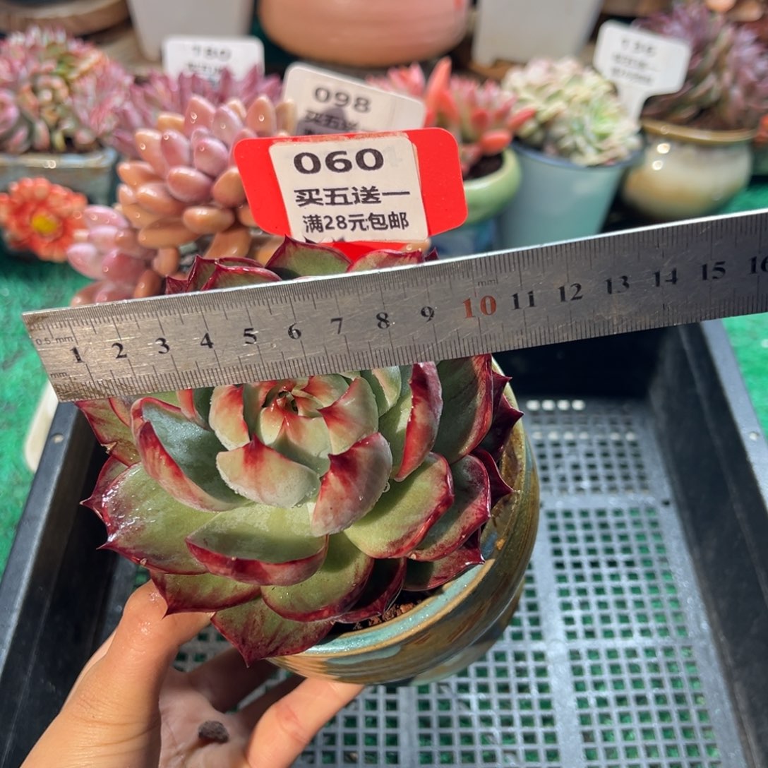 表妹精品多肉植物060.