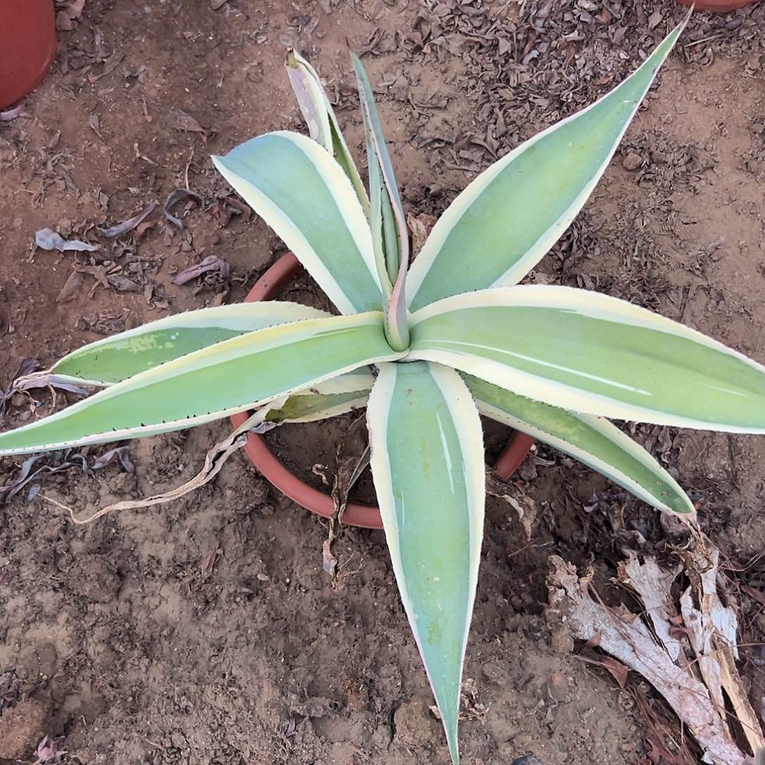多肉植物翠苍龙单头