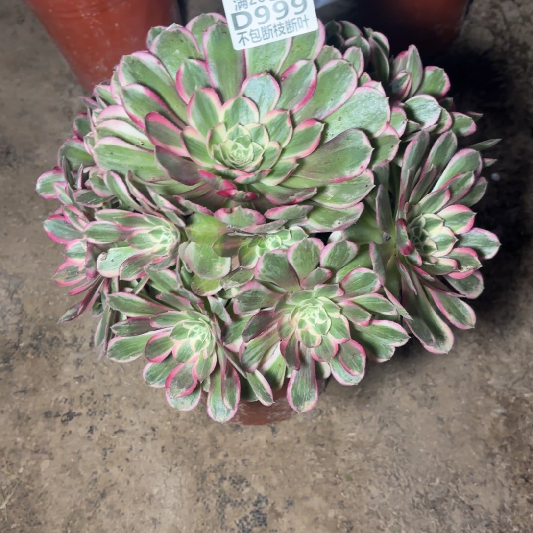 M. 999孔雀翎多肉1223