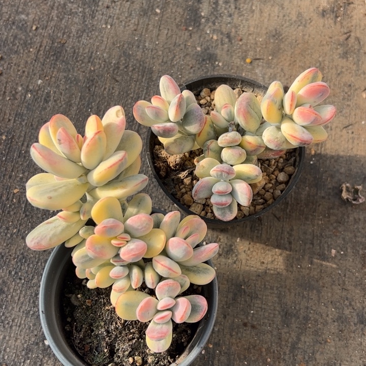 无花朵505号福娘锦两个