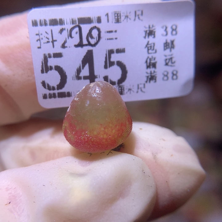 精品生气花220.545