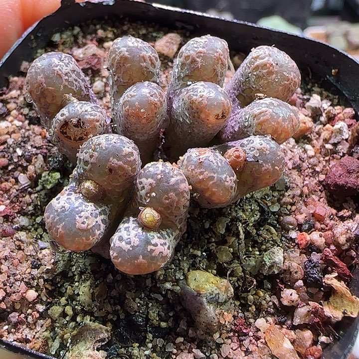 935。          勋章特特特