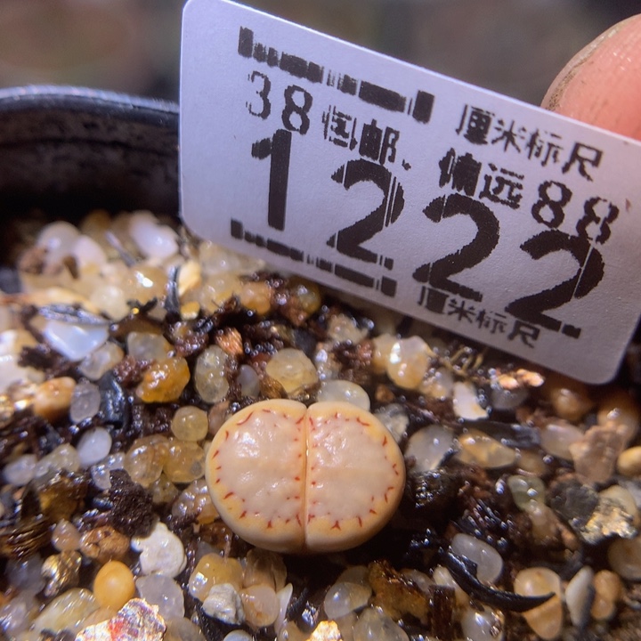 绝绝子生石花.1222