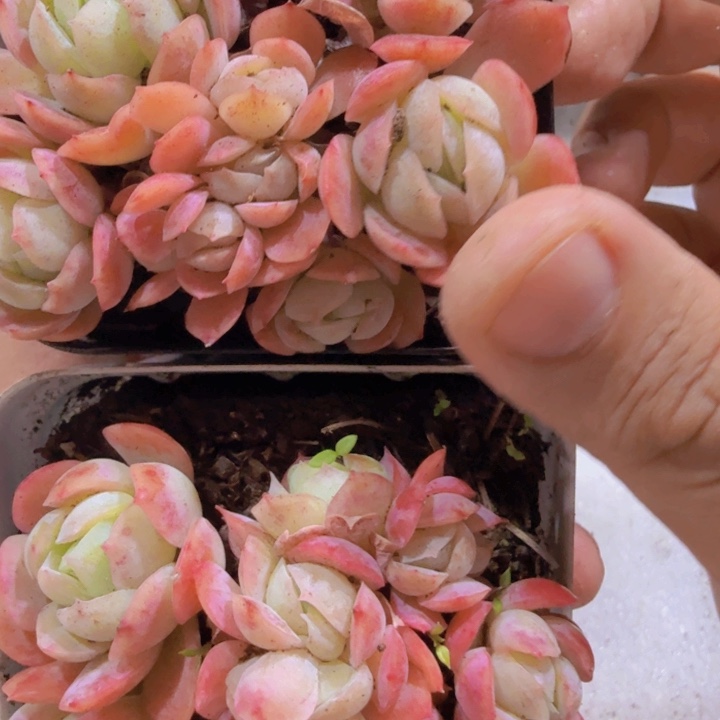 香水贝瑞福利一颗