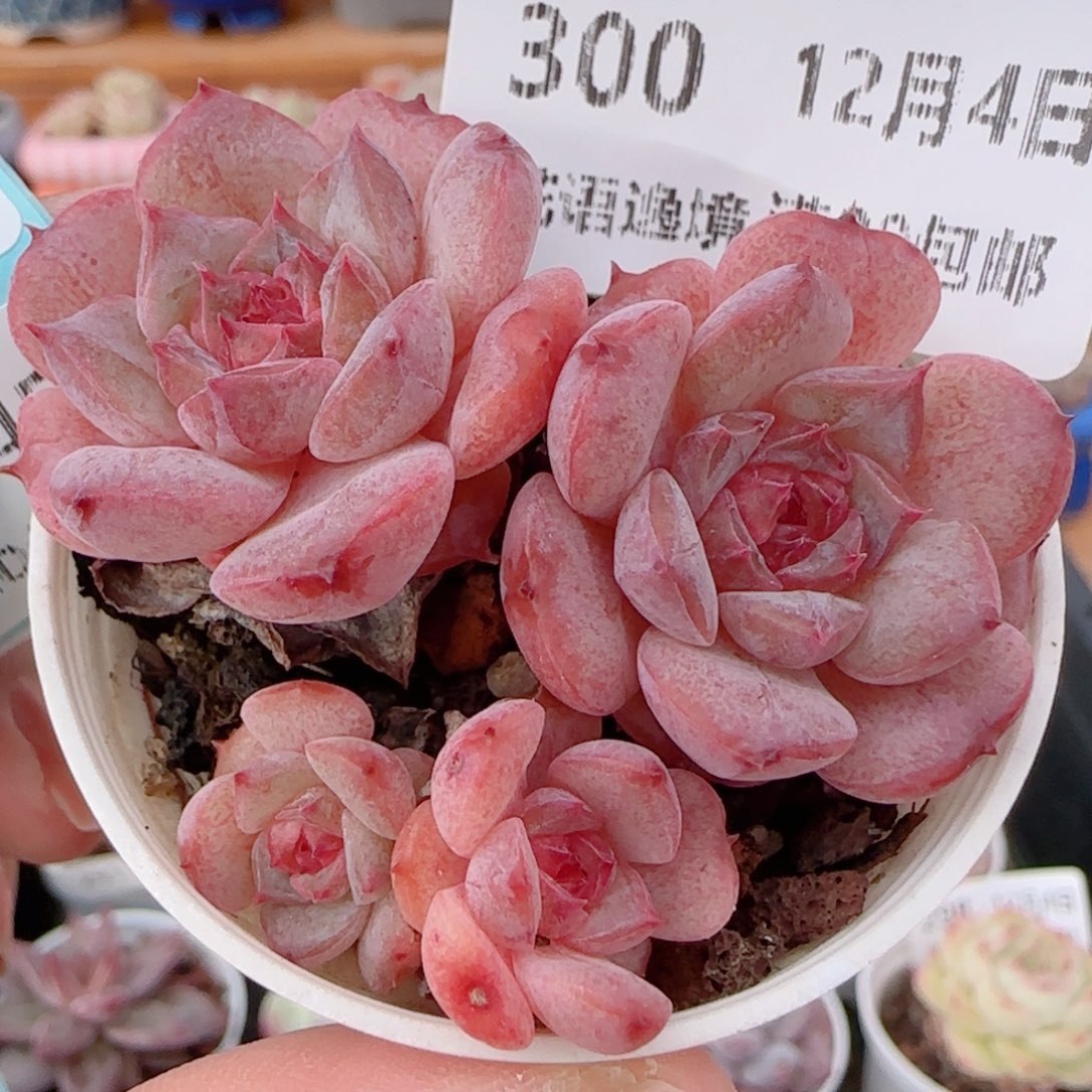 花语多肉1204-300