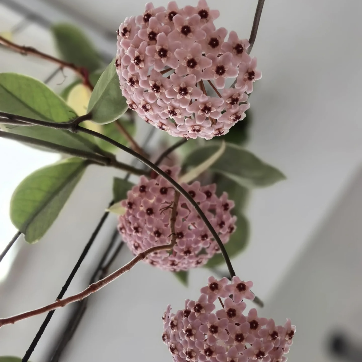 花叶外锦 花叶球兰爬藤花卉观叶观花植物三色球兰锦